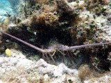Spiny Lobster