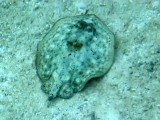 A Yellow Ray missing its tail