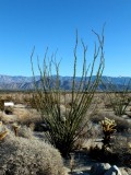 An Ocotillo Plant