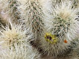 A Chollo Cactus