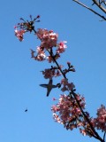 Annas Hummingbird with bumble bee escort