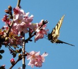 Tiger Swallowtail
