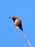 Rufous Hummingbird