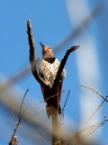 Gilded Flicker (Woodpecker family)