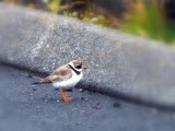 A ringed-necked plover
