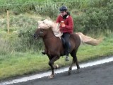 The Tlt gait where the rider stays on an even plane throughout the gait