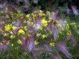 From the Reykjavik Botanic Gardens