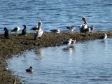 Two Brown Pelicans and two Cormorants