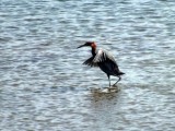 Reddish Egret