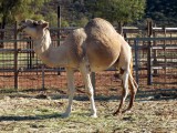Dont think Id like to ride this one hump guy