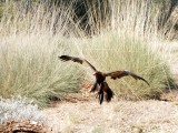 A Wedge-tailed Eagle