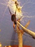 A Golden Orb Weaver spider