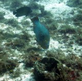 Parrot Fish