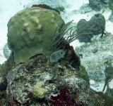 Foureye Butterfly Fish