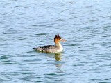 Hooded Merganser