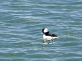 Bufflehead Duck