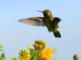 I'm not sure what species of hummingbird this is.  Maybe an Anna's or possibly a Broad-tailed hummingbird