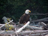 Bald Eagle - Alaska