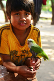 20130610_0700 parrot guarani bolivia.jpg