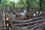 20130611_0291 guarani goats bolivia.jpg