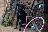 20130612_0145 dog bicycle bolivia.jpg