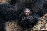 20150111_7072 spider monkey bolivia.jpg