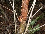 Oterstien 10 meters from the road - Using the ROWAN BARK - One Pine Cone ready for eating !!!!