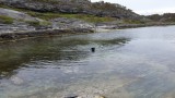 Labradorer elsker  bade - da er Ormhelleren stedet...