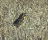 Eastern Meadowlark 