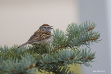 Chipping Sparrow.jpg