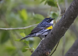 Yellow-rumped Warbler.jpg