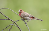 House Finch Male