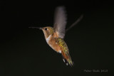 Hummingbirds  from all over the world