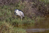 Black Crowned Heron pbase .jpg