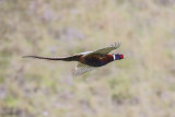 Ring necked pheasant .jpg