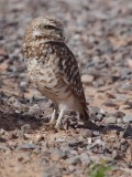 Burrowing Owl 2014_03_05 -12.jpg