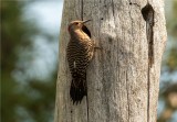 Northern Flicker