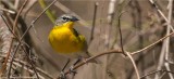 Yellow-breasted Chat 