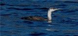 Red-throated Loon