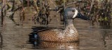 Blue-winged Teal 