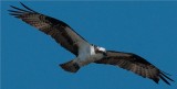 Osprey  