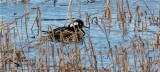 Hooded Merganser - Male