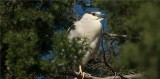 Black-crowned Night Heron 