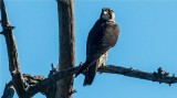 Peregrine Falcon  (Falco peregrinus)