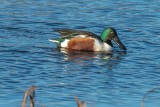 Northern Shoveler 