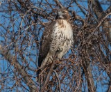 Red-tailed Hawk  (Buteo jamaicensis) 