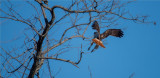 Red-tailed Hawk  (Buteo jamaicensis) 