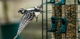 Downy Woodpecker  