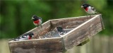 Rose-breasted Grosbeaks - Males  