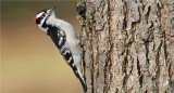 Downy Woodpecker (Picoides pubescens)